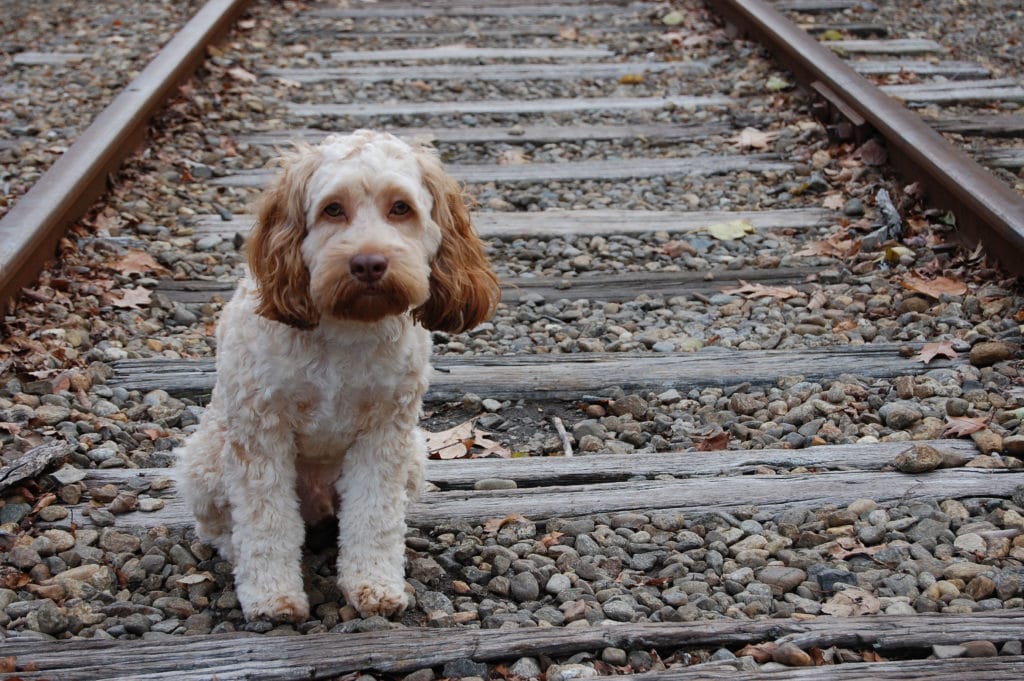 Anxious Dog