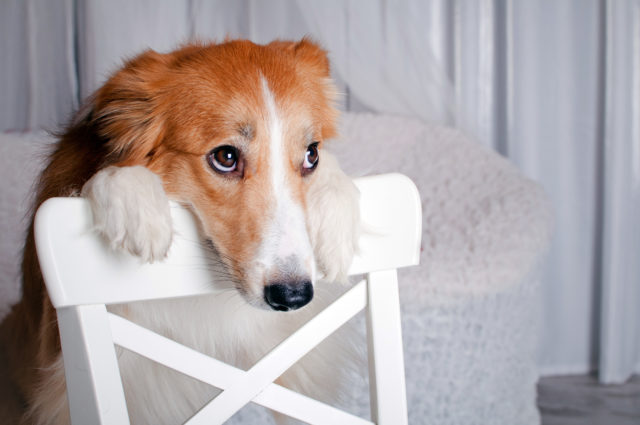 Dog Anxiety Dog Anxiety