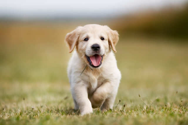 Puppy Training Puppy Training