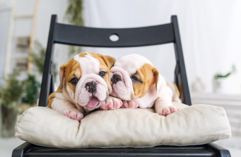 Bulldogs Puppies