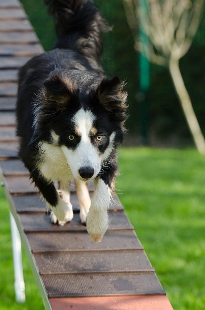 Dog Agility Training