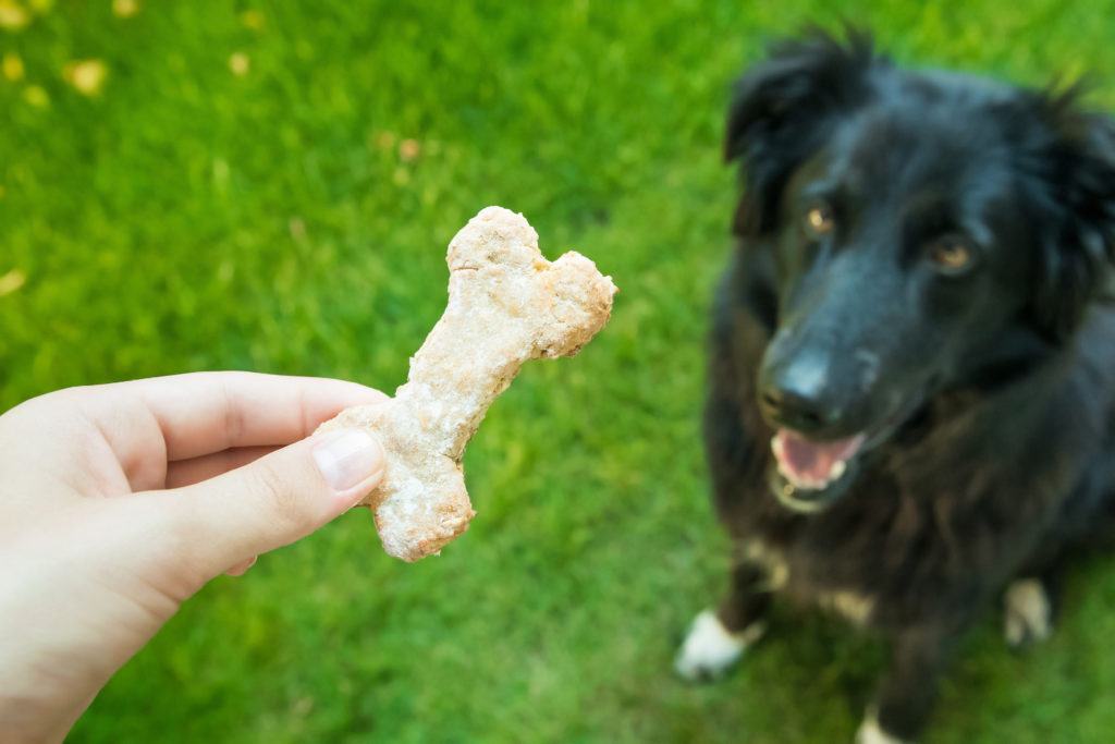 Homemade Dog Cookie