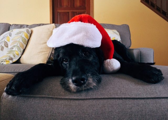 dog, christmas, pet