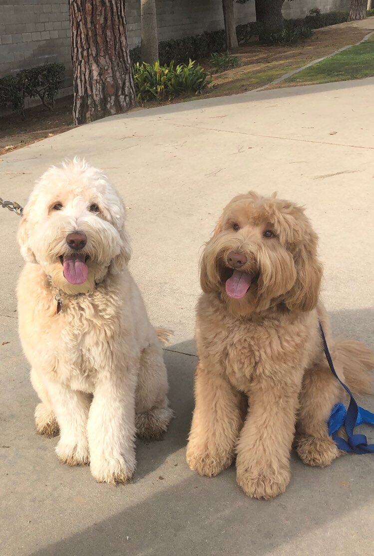 Labradoodle Remembers Brother