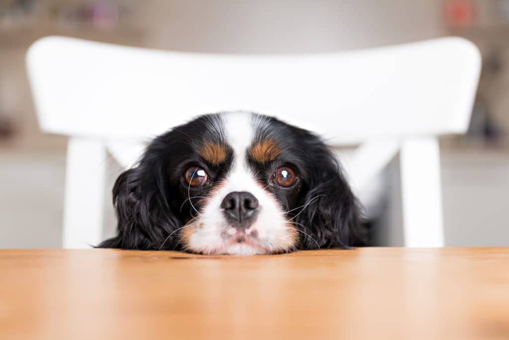 Dog Begging for Food