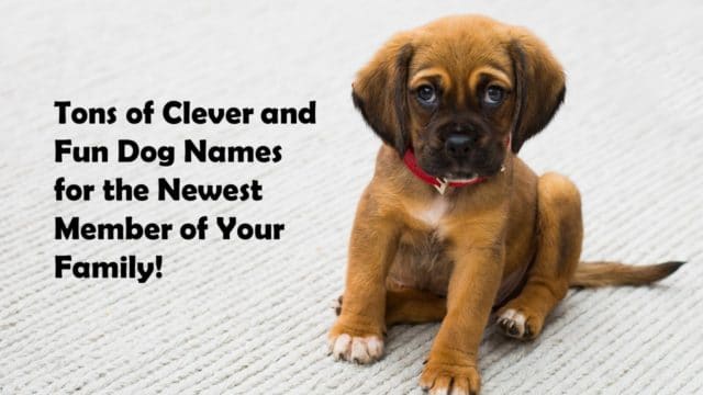 A List of Cool Dog Names