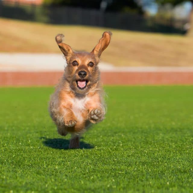 How to Clean and Care for your Dog's Ears How to Clean and Care for your Dog's Ears