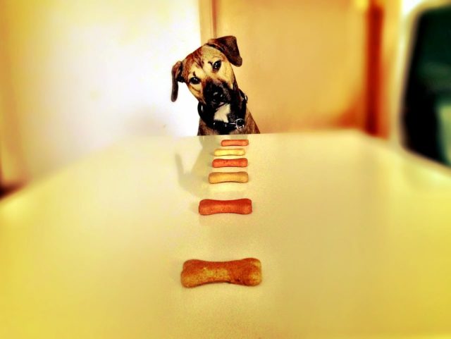 dog, bone, hunger