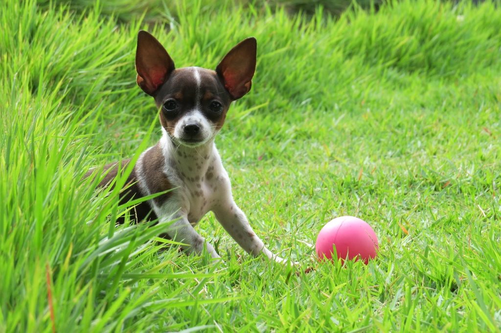 How to Teach Your Dog to Fetch