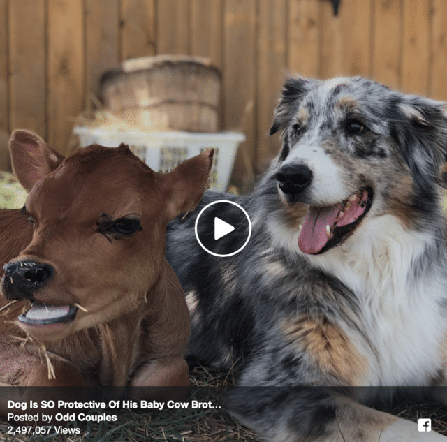 dog-cow-bestfriend Dog and Cow are Best Friends