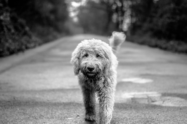dog, goldendoodle, road