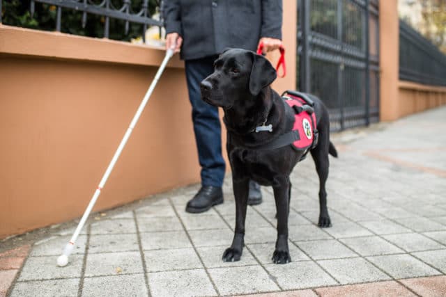 Jobs for Dogs - Service Dog Jobs for Dogs - Service Dog