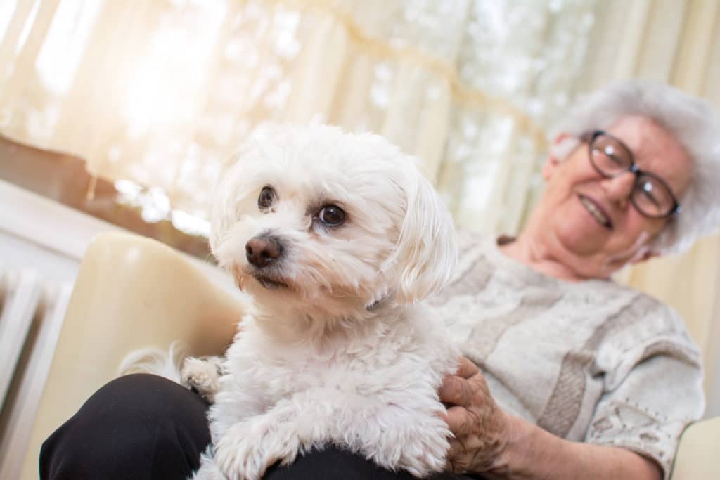 Therapy Dog - Dogs with Jobs