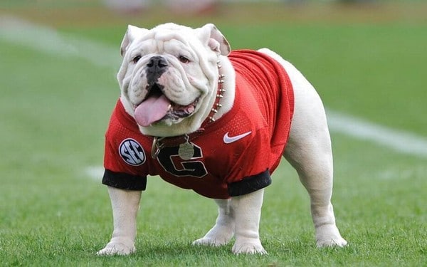 UGA Bulldog - Jobs for Dogs