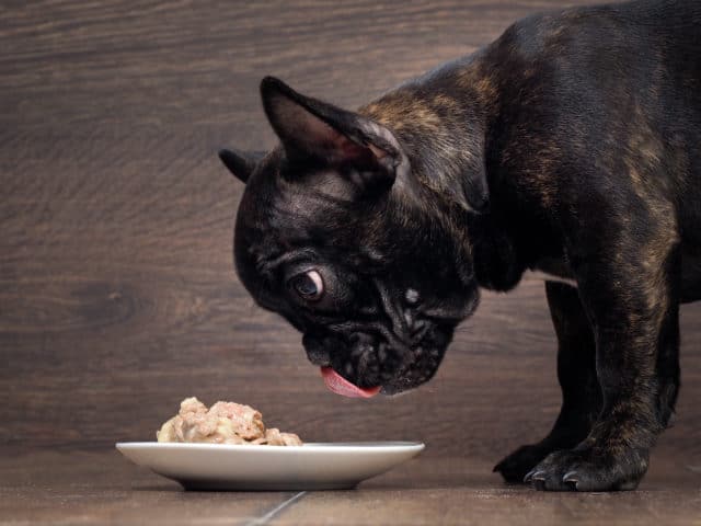 Dog Food Important to Good Health