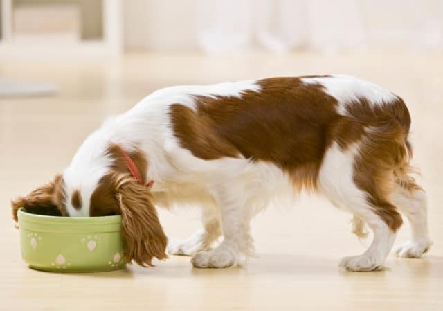 How to Put Your Dog on a Healthy Eating Schedule How to Put Your Dog on a Healthy Eating Schedule