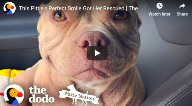 Pitbull Smile