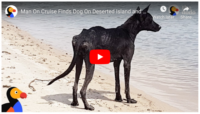 Man rescues dog off desert island