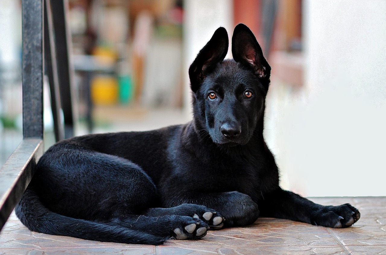 black german shepherd, puppy, dog