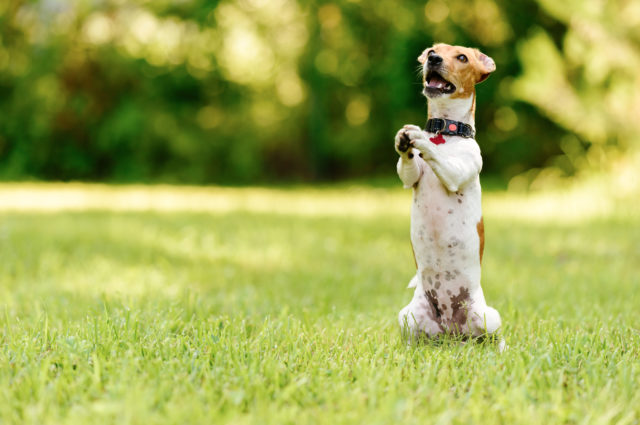 Dog sitting on hind legs begging with paws in praying gesture What Should My Dog Eat?