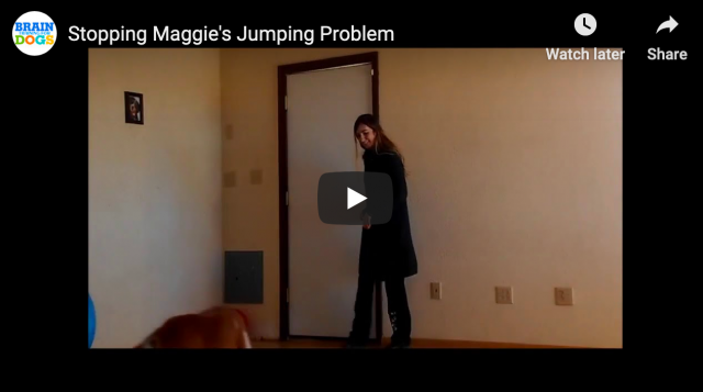 How to Get Your Dog to Stop Jumping