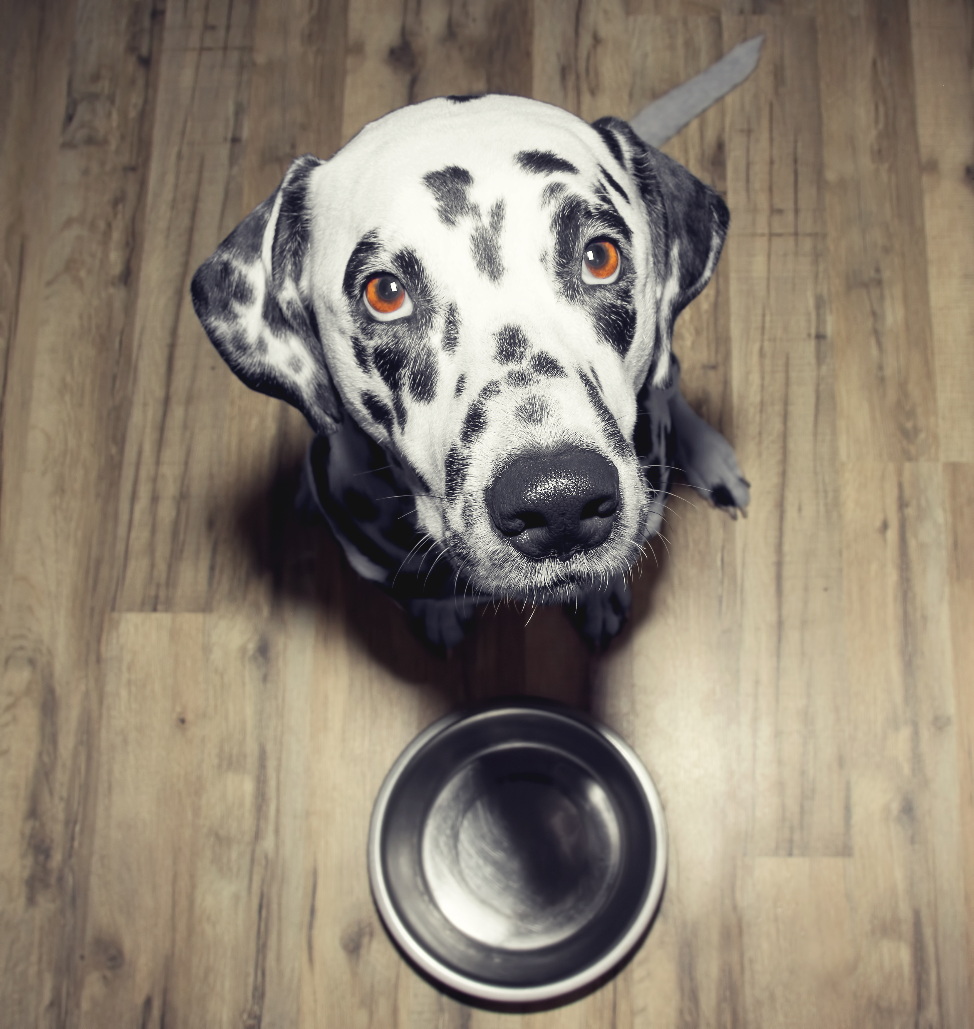 homemade dry kibble recipe for dogs