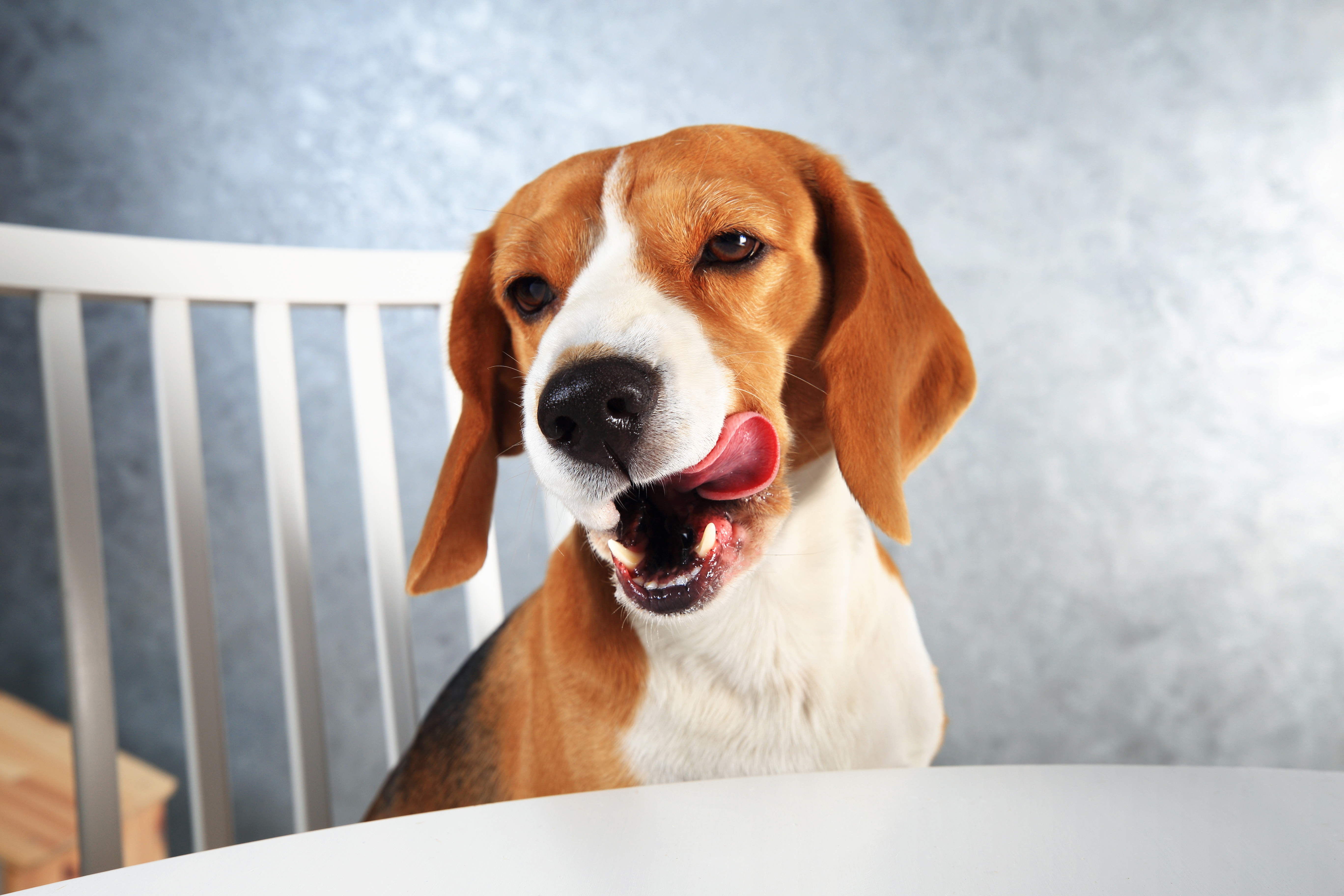 Beagle Wants Homemade Beef Jerky