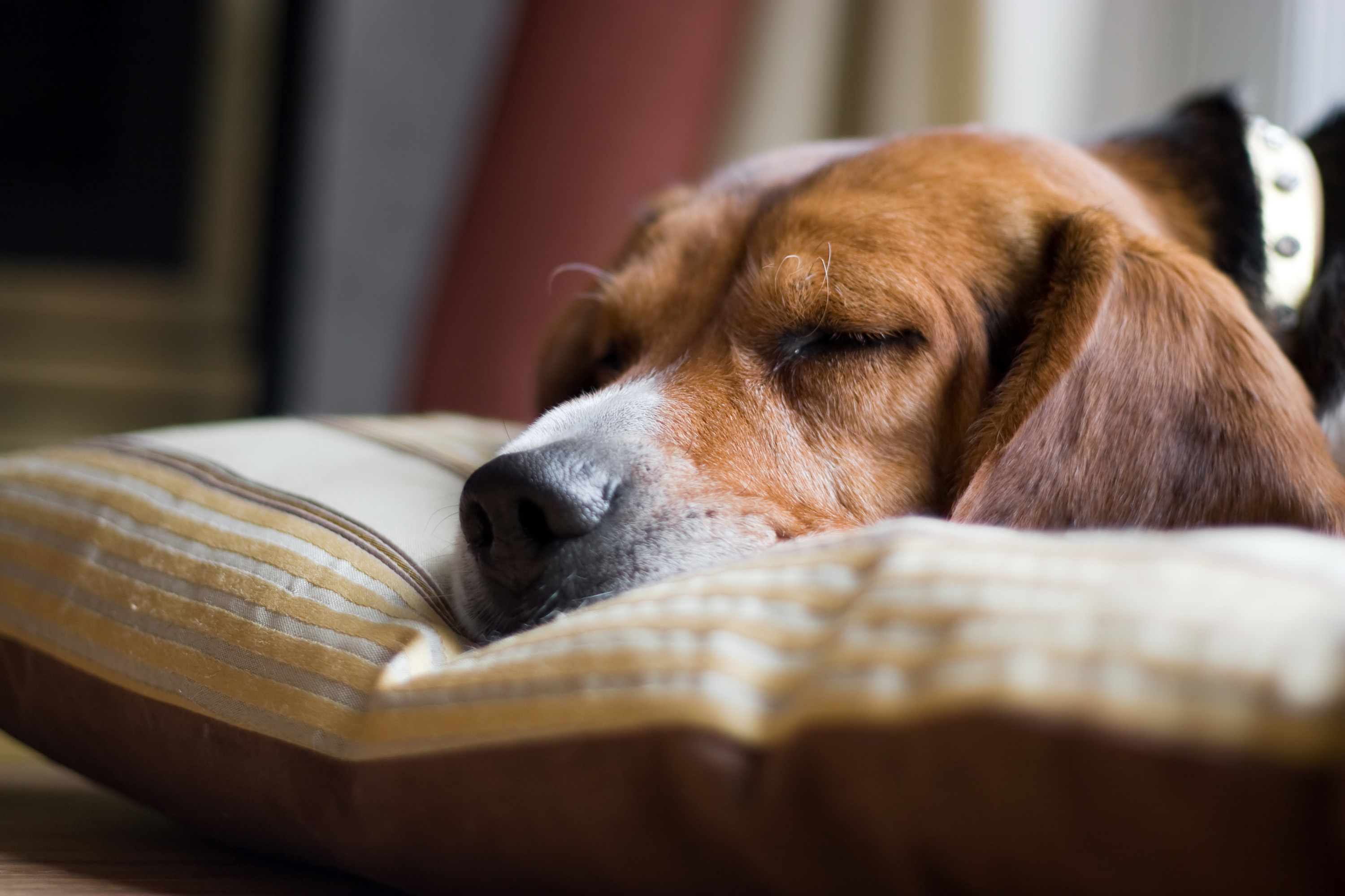 Hidden Dangers for Your Dog in Your Home
