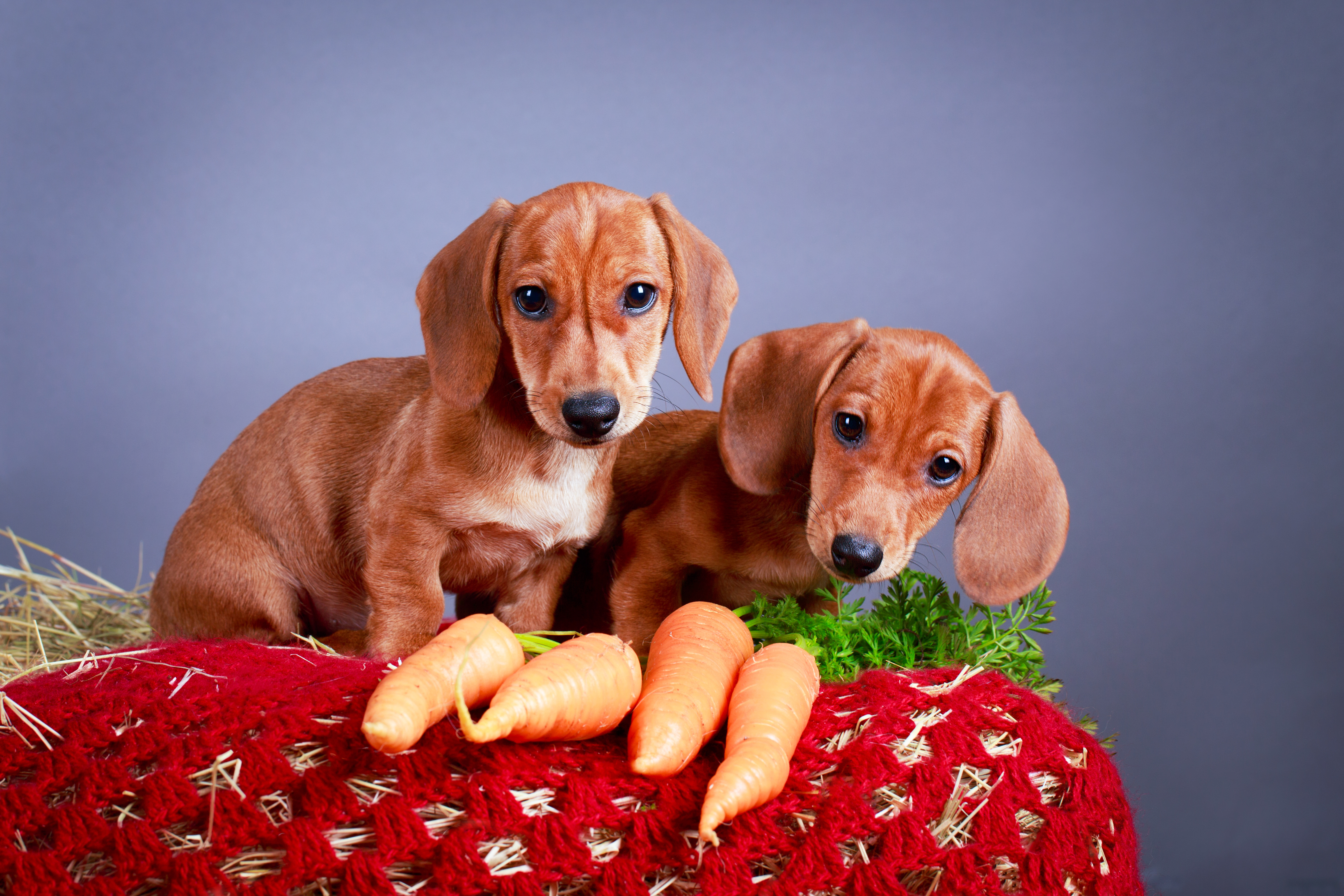 Quick and Healthy Snacks for Dogs