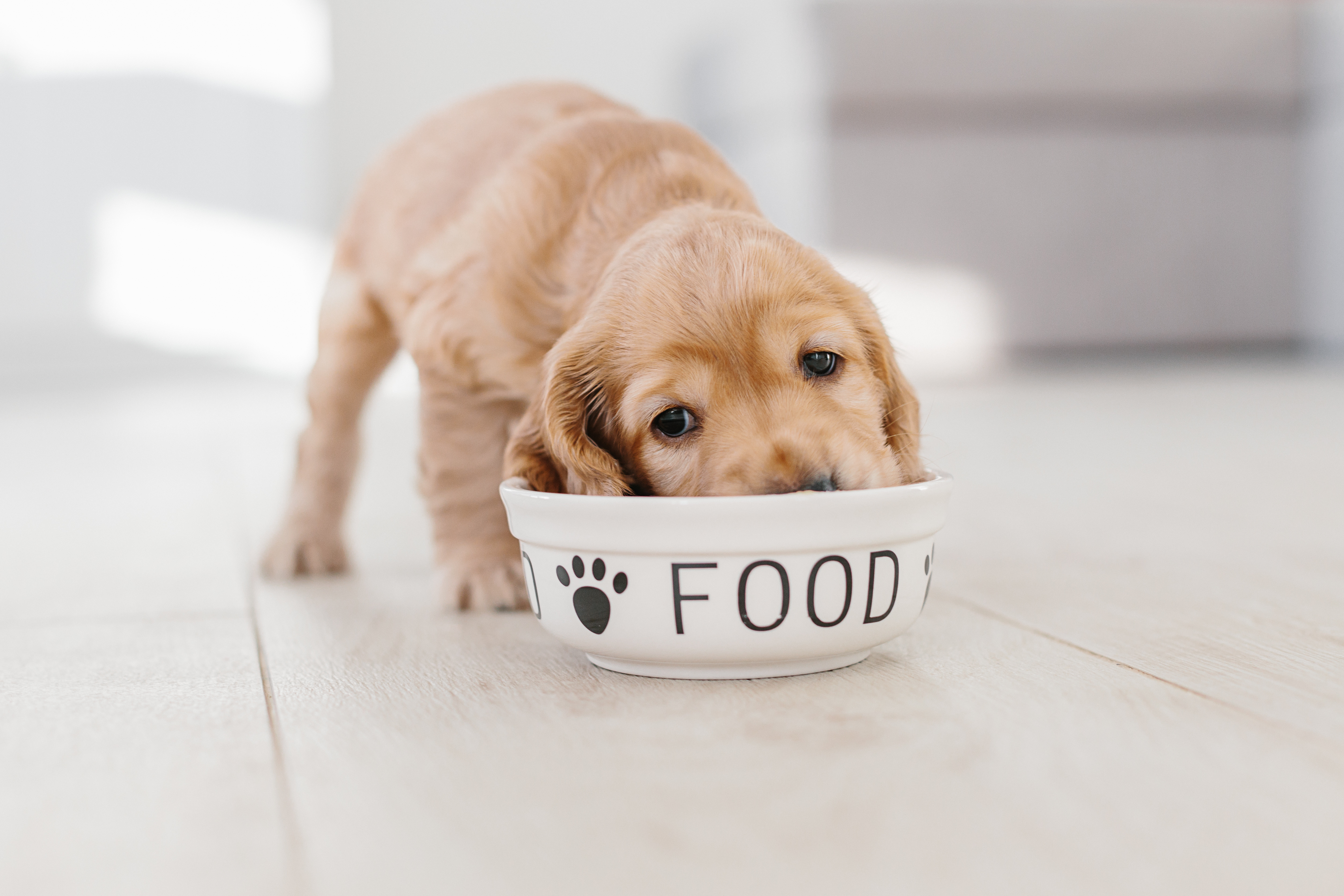 Your Dog will love these oatmeal "cookies"