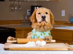 What Human Foods are Toxic to Dogs?