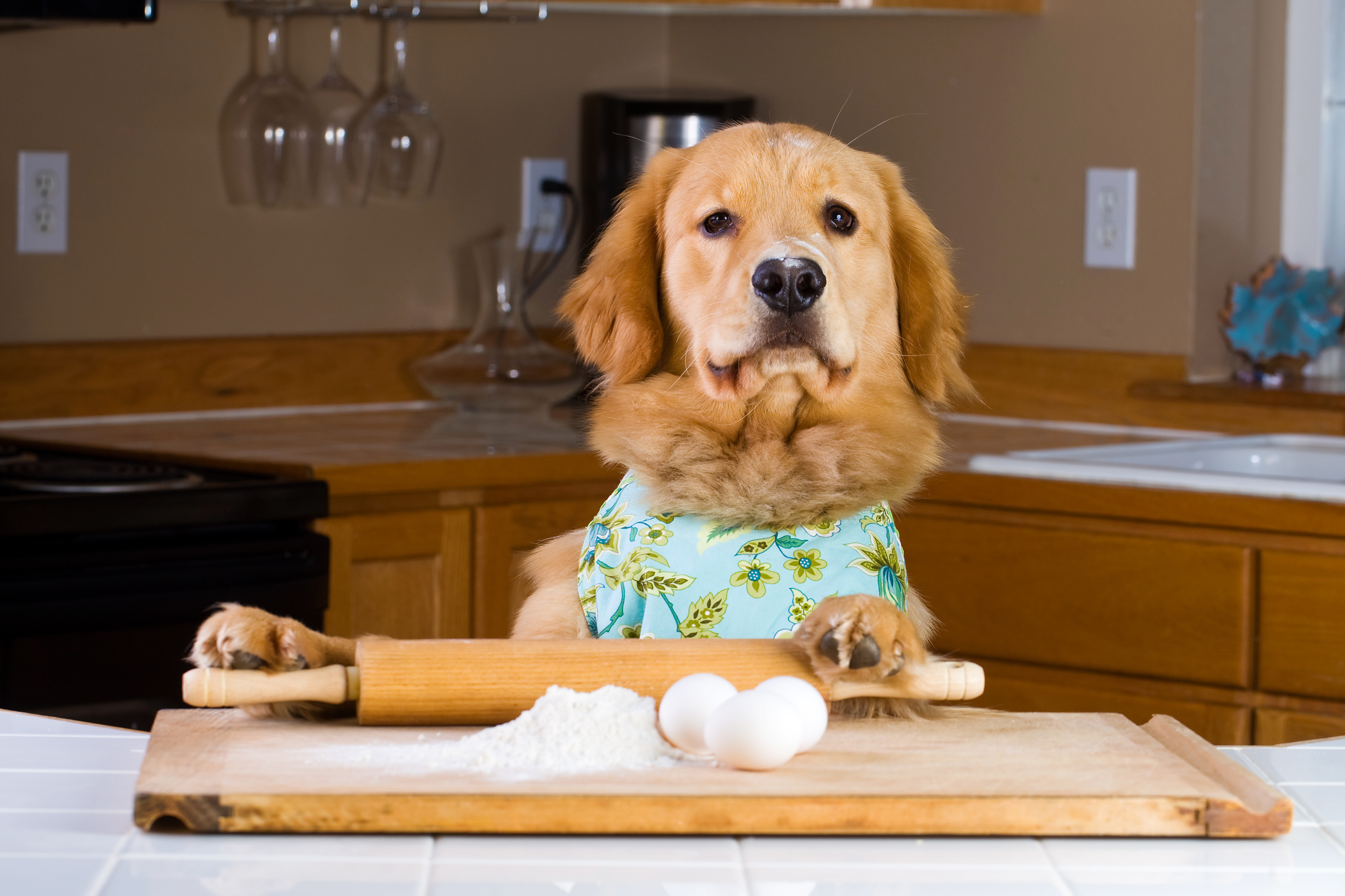 What Human Foods are Toxic to Dogs?