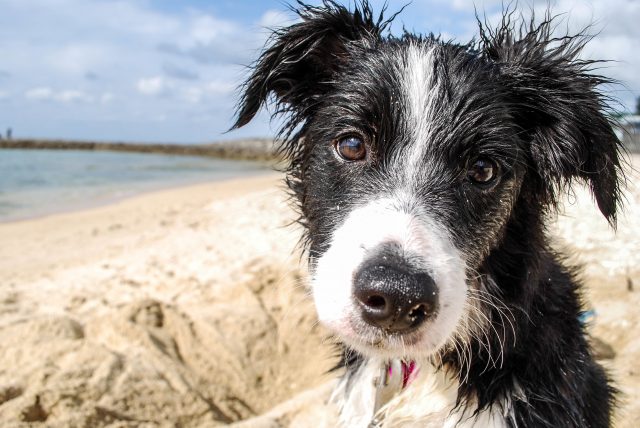 Why Doesn't My Dog Listen to Me?
