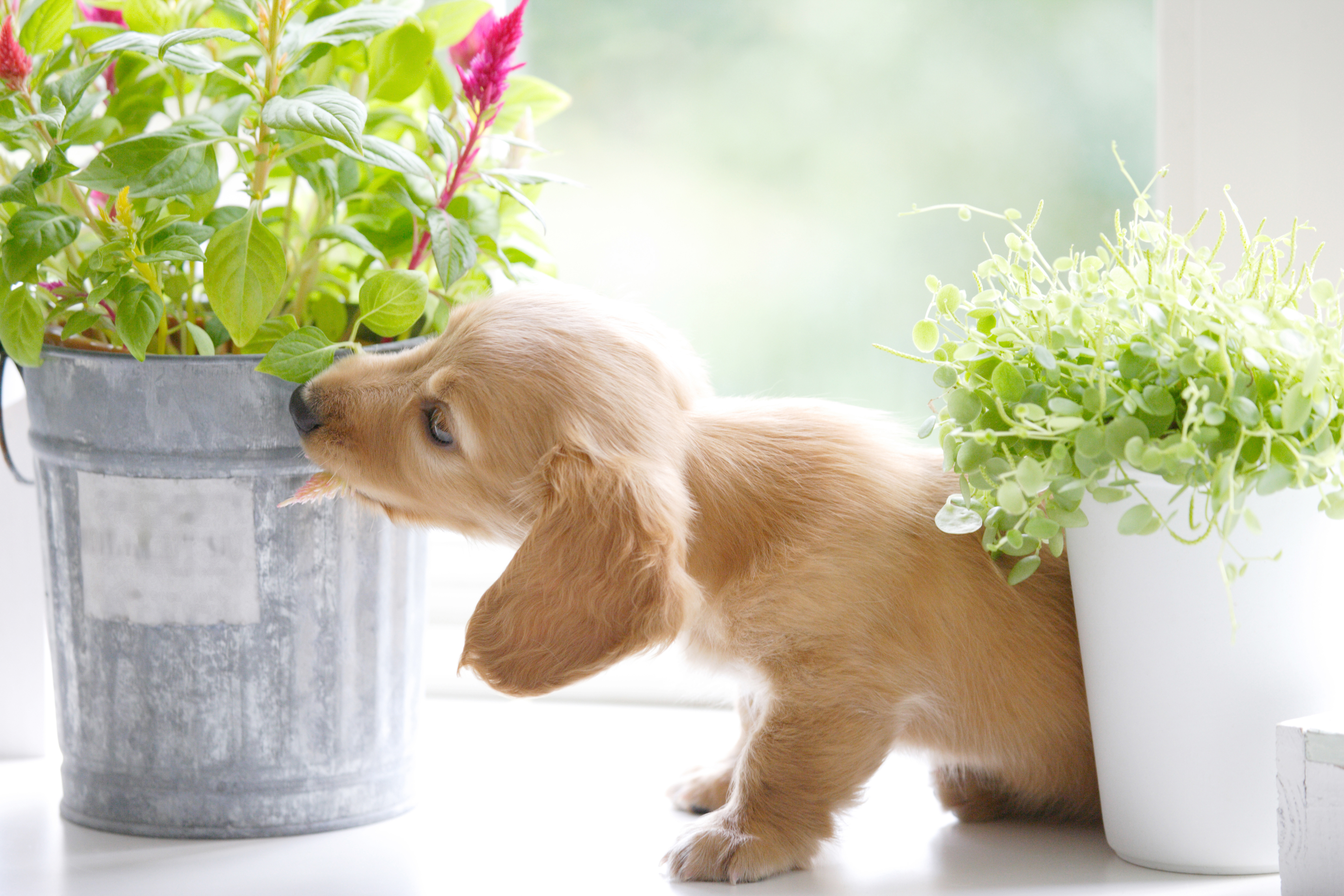 Plants That Are Toxic to Dogs