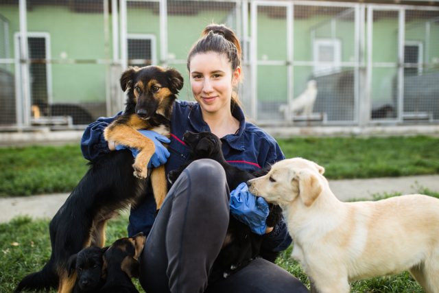 Young woman in dog shelter playing with dogs an choosing which one to adobt. Rescue Dogs