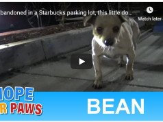 Dog Rescued at Starbucks
