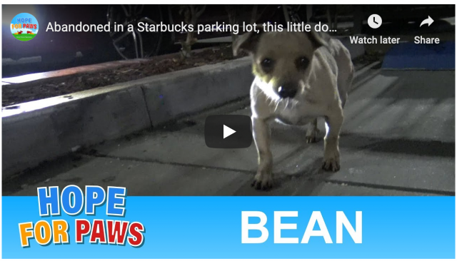 Dog Rescued at Starbucks