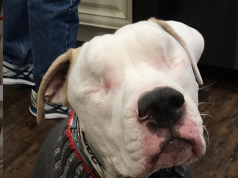 Blind Pitbull Adopted