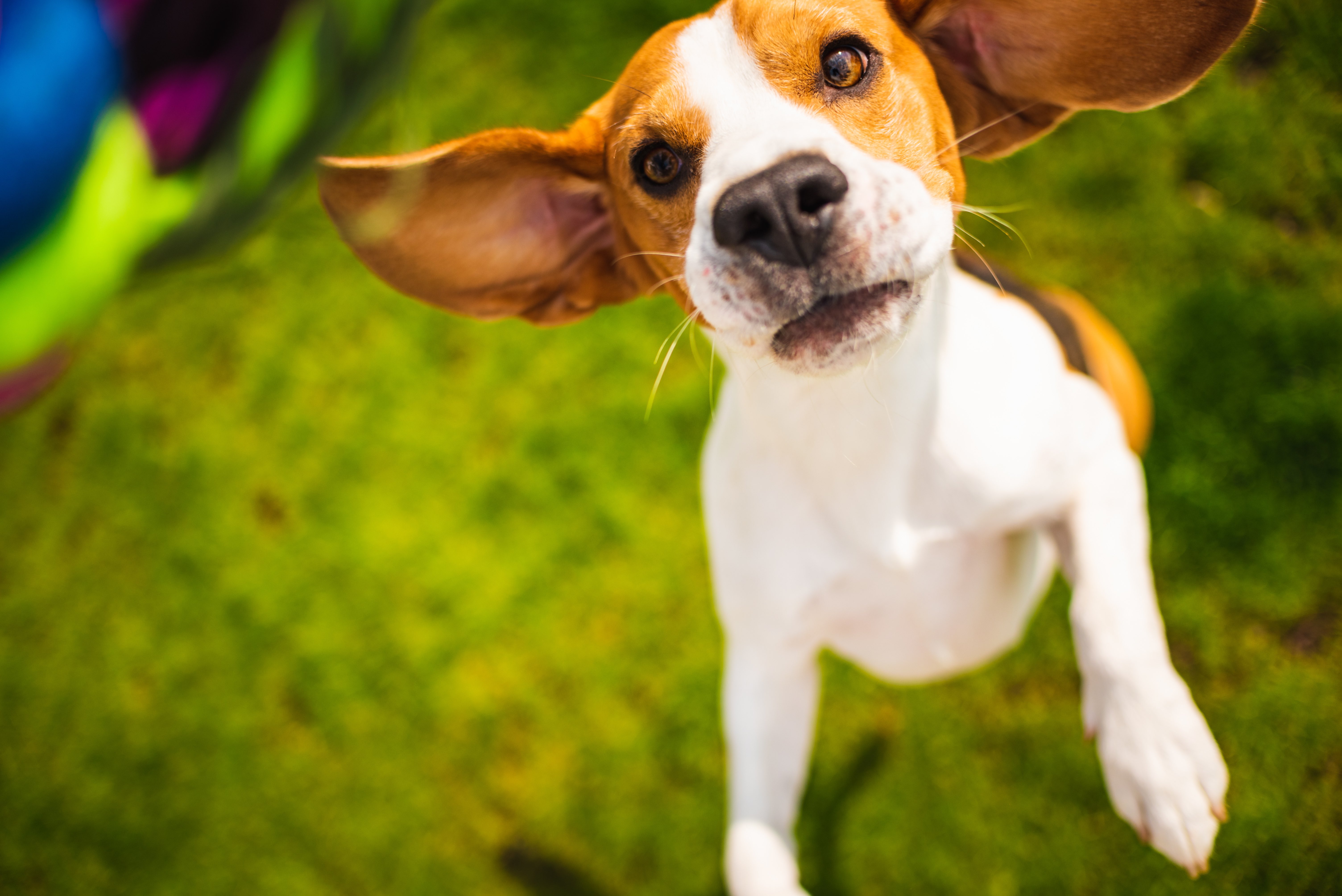 Adopted Beagle Dog
