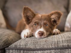 Protect Your Dog from These Common Health Problems