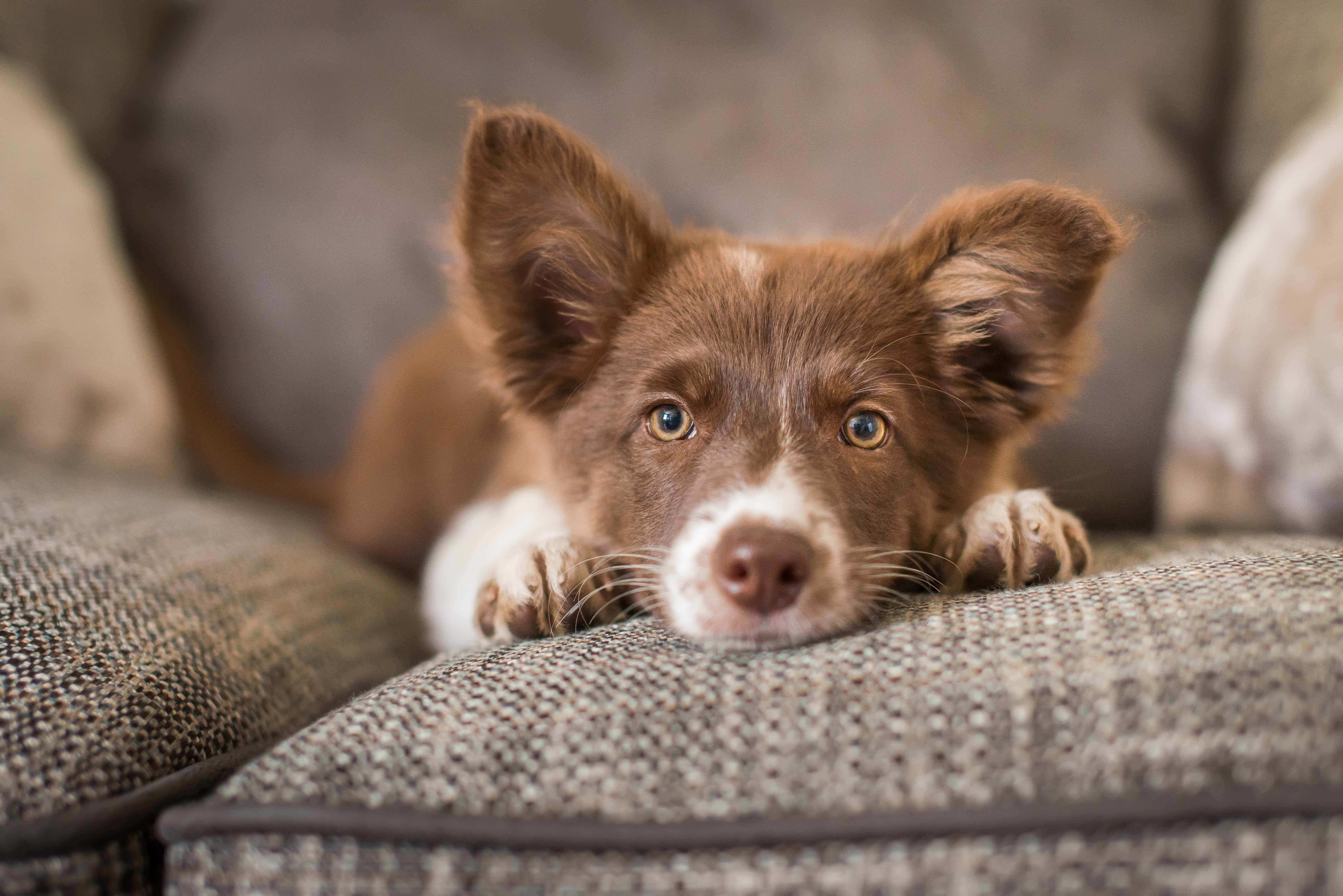 Protect Your Dog from These Common Health Problems