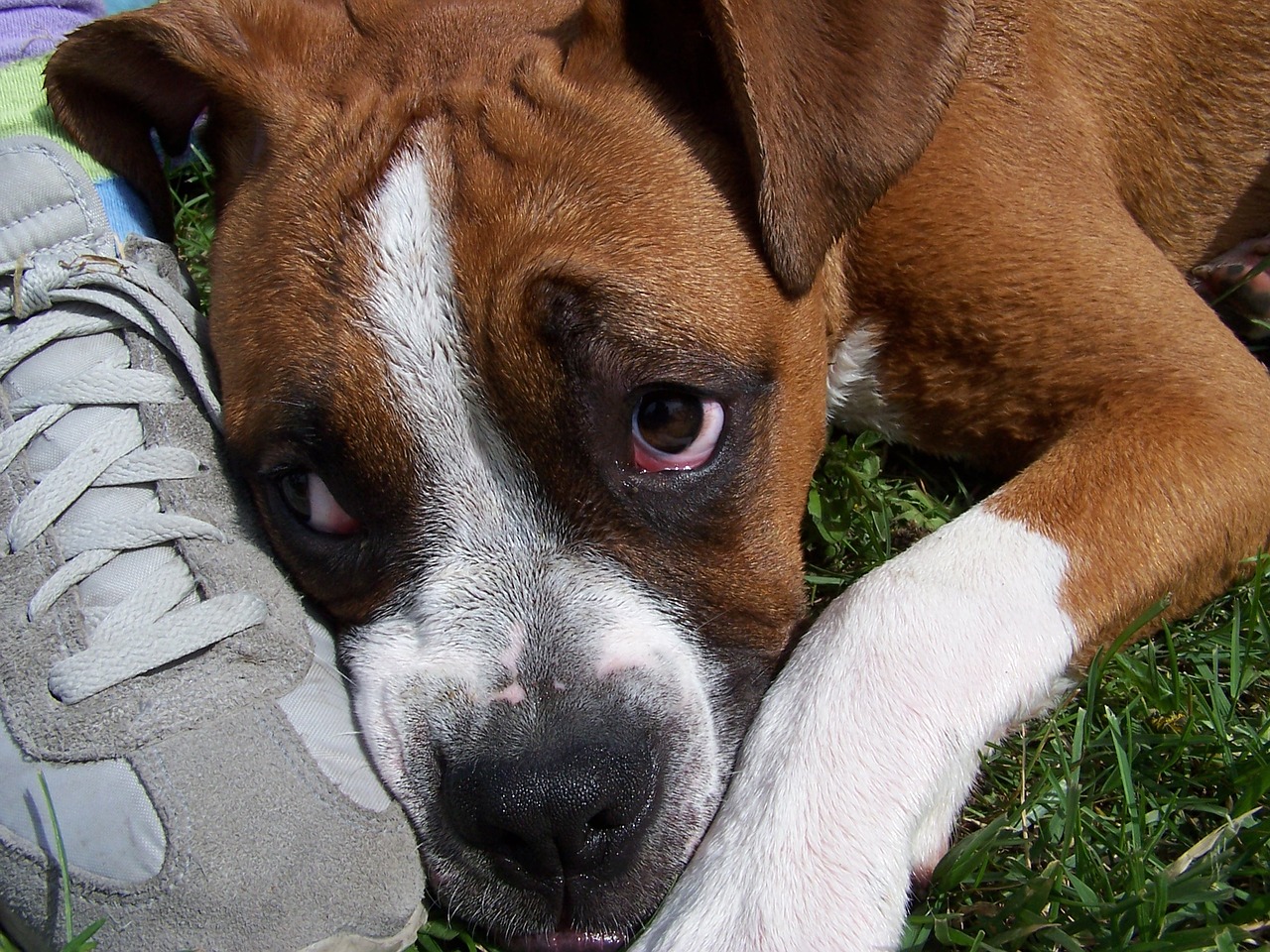 Boxer Adopted Dog
