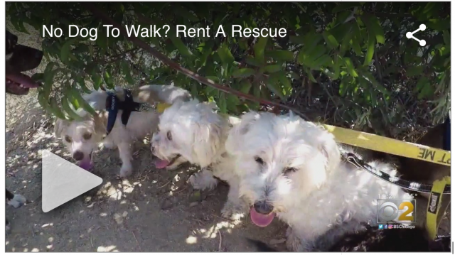 Rent a Rescue